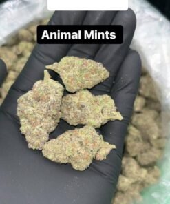 Animal Mintz Marijuana Strain
