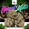 Animal Mintz Marijuana Strain
