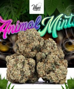 Animal Mintz Marijuana Strain
