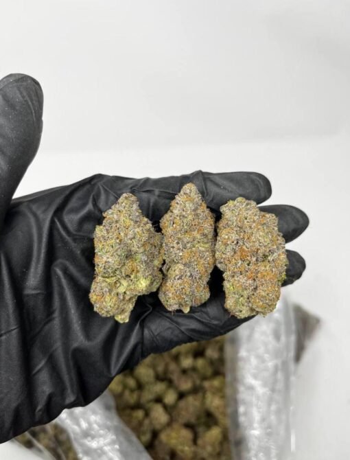 Buy Gelato 41 Weed