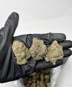 Buy Gelato 41 Weed